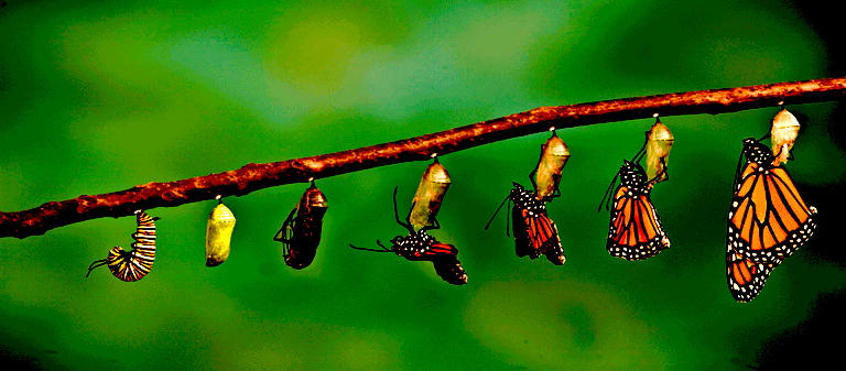 Butterfly-Metamorphosis