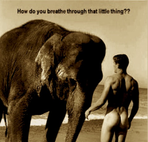 funny-elephant-how-do-you-breath-through-that-little-thing